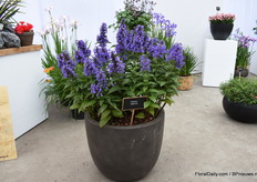 Neptune Nepeta van Plantipp en een winterharde en heeft mooie grote bloemen.